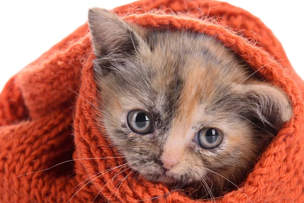 Küçük İskoç yavru kedi — Stok fotoğraf