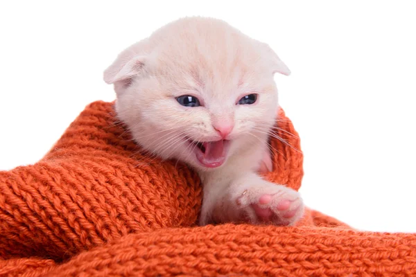 Small Scottish kitten — Stock Photo, Image