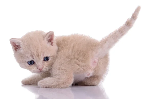 Küçük İskoç yavru kedi — Stok fotoğraf