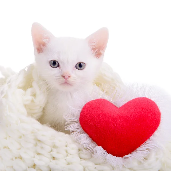 Kitten with heart — Stock Photo, Image
