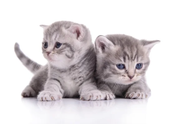 Kleine schottische Kätzchen — Stockfoto