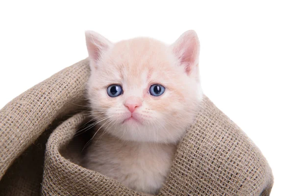 Pequeno gatinho escocês — Fotografia de Stock