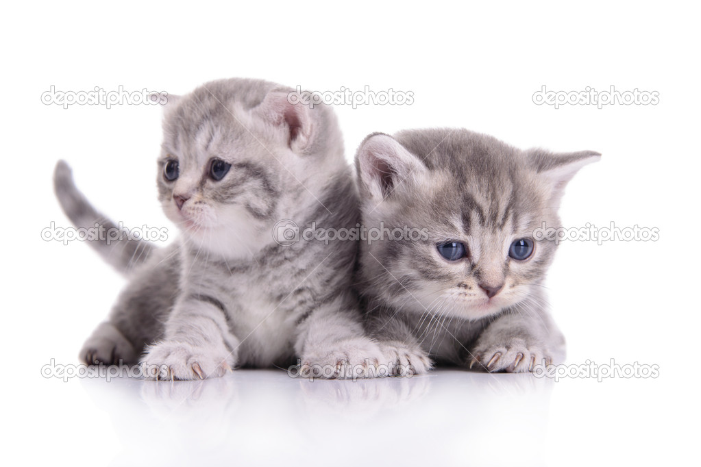 small Scottish kittens