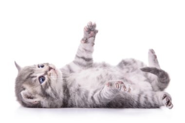 İskoç Tabby yavru kedi