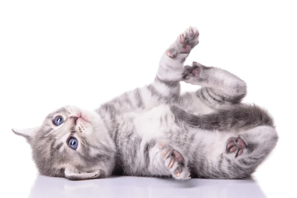 Tabby Scottish kitten — Stock Photo, Image