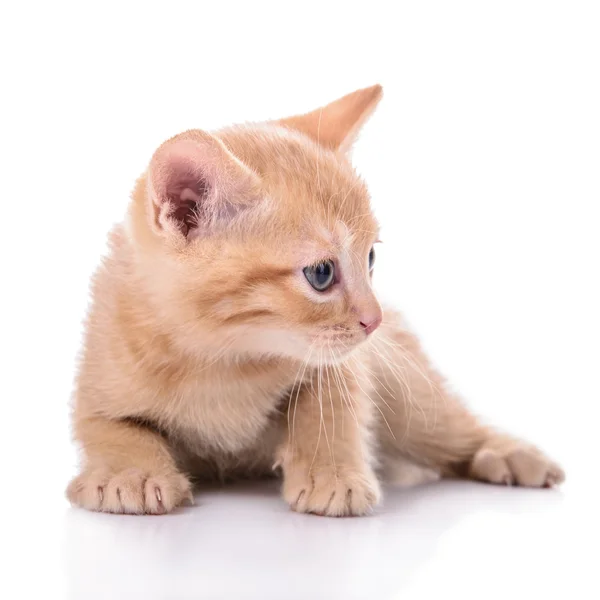 Scottish red kitten — Stock Photo, Image