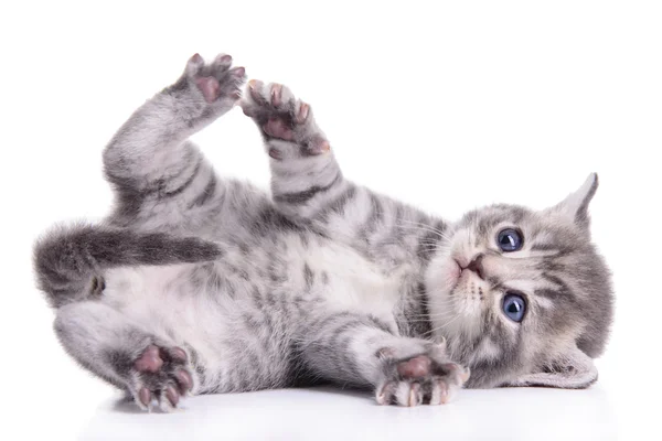 Tabby Scottish kitten — Stock Photo, Image