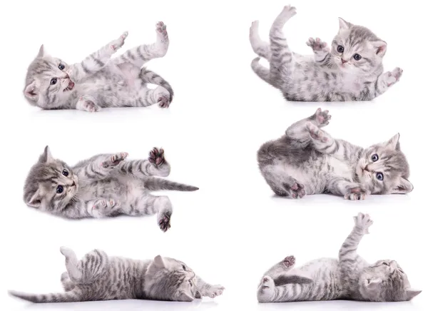 Шесть табби-шотландских котят — стоковое фото