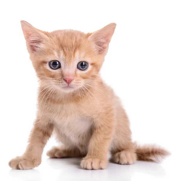 Scottish red kitten — Stock Photo, Image