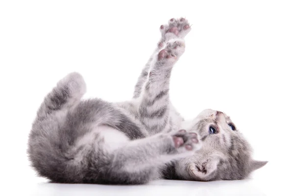 Tabby gattino scozzese — Foto Stock
