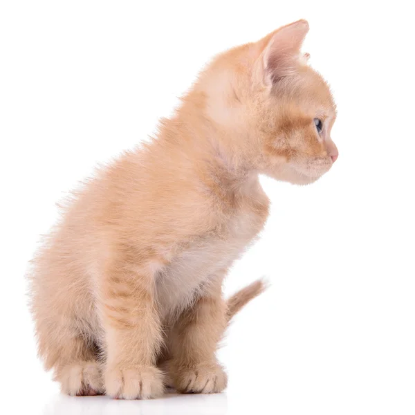 Schotse rode kitten — Stockfoto