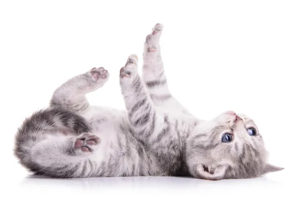 Tabby Scottish kitten — Stock Photo, Image