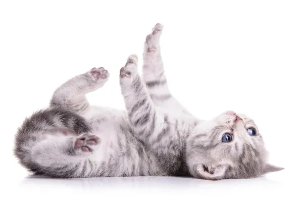 İskoç Tabby yavru kedi