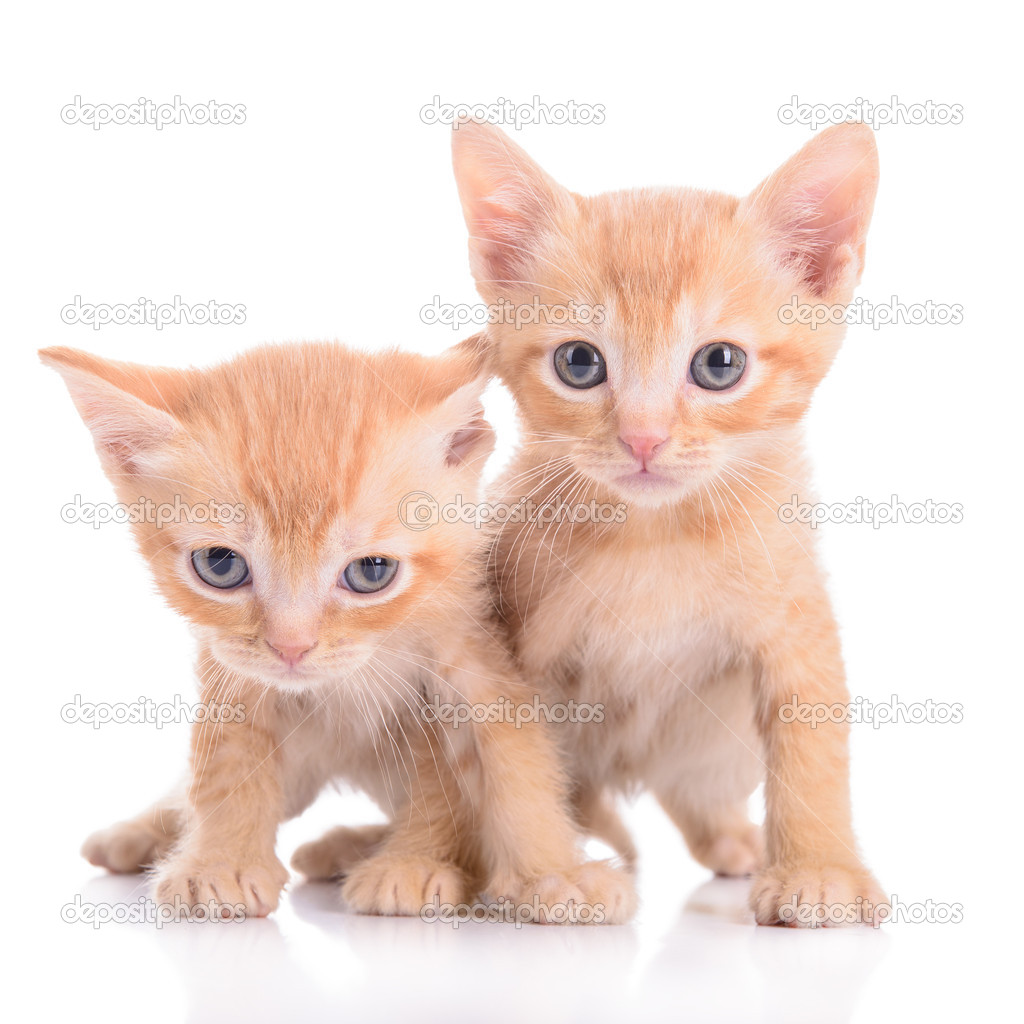 Scottish red kittens
