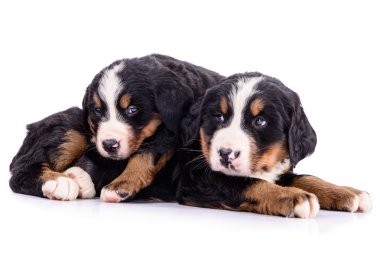 puppies Bernese Mountain Dog clipart