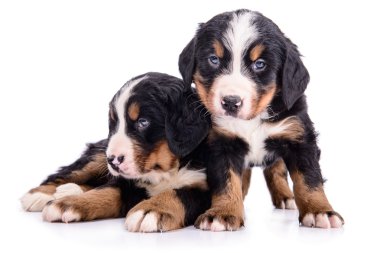 kukla bernese dağ köpeği