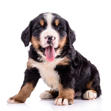 Yavru Bernese dağ köpeği