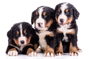 kukla bernese dağ köpeği