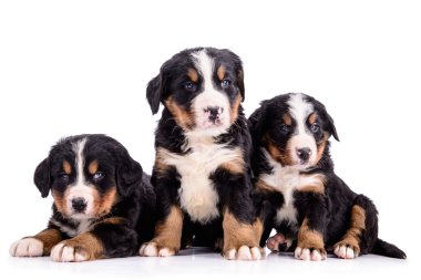 puppies Bernese Mountain Dog clipart