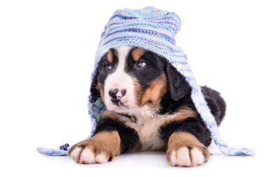 Puppy Bernese Mountain Dog clipart