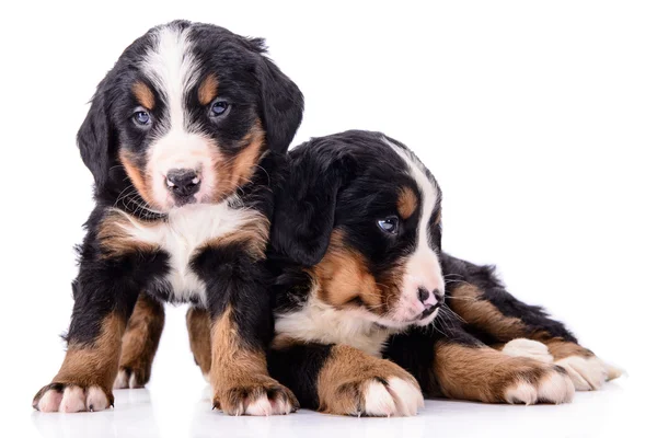 Puppies Bernese Mountain Dog — Stock Photo, Image