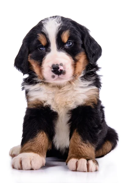 Cucciolo di montagna bernese — Foto Stock