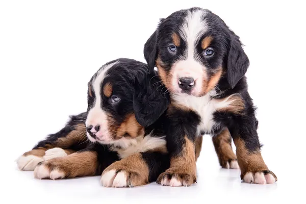 Cuccioli Bernese Mountain Dog — Foto Stock