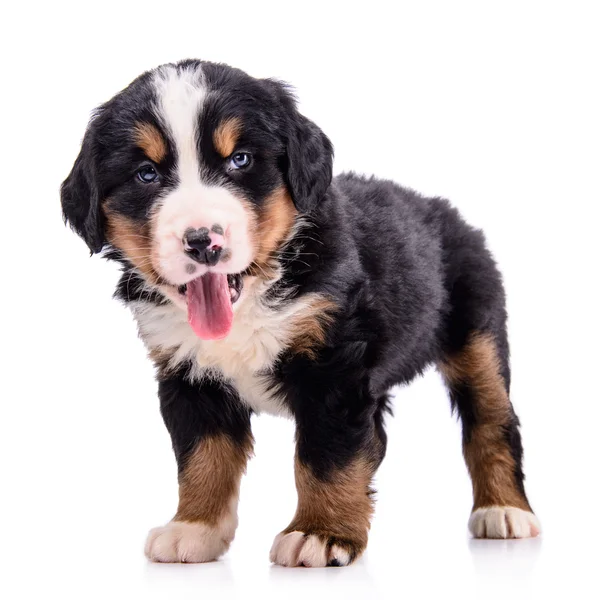 Yavru Bernese dağ köpeği — Stok fotoğraf