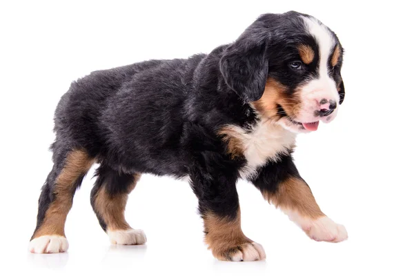 Puppy Bernese Mountain Dog — Stock Photo, Image