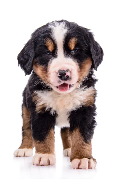 Valp bernese bergshund — Stockfoto