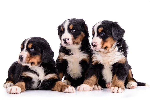 Puppies Berner Sennenhond — Stockfoto