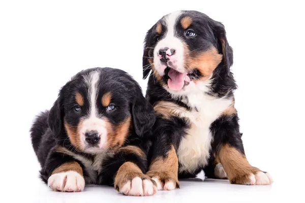 Puppies Bernese Mountain Dog — Stock Photo, Image