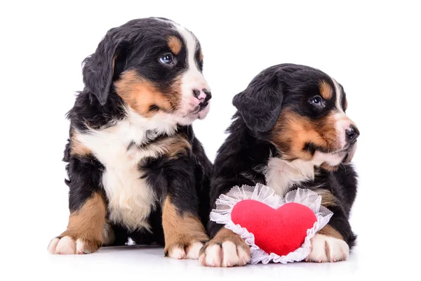 Puppies Berner Sennenhond — Stockfoto