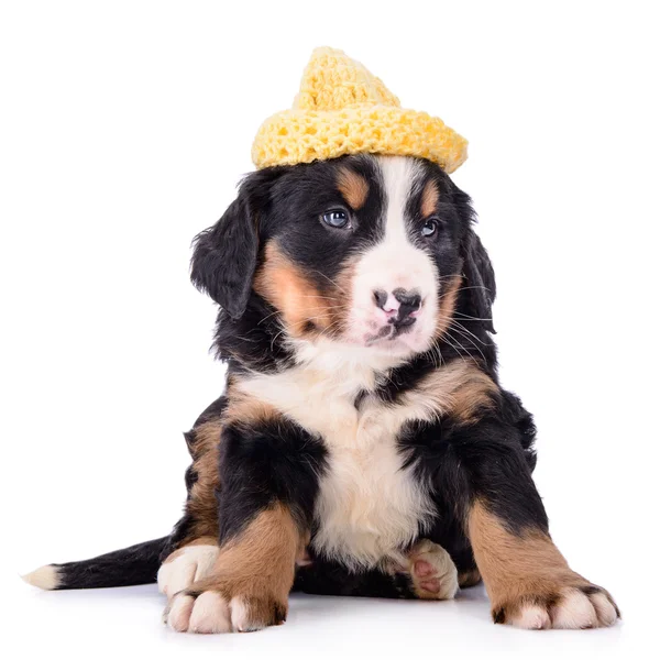 Puppy Bernese Mountain Dog — Stock Photo, Image