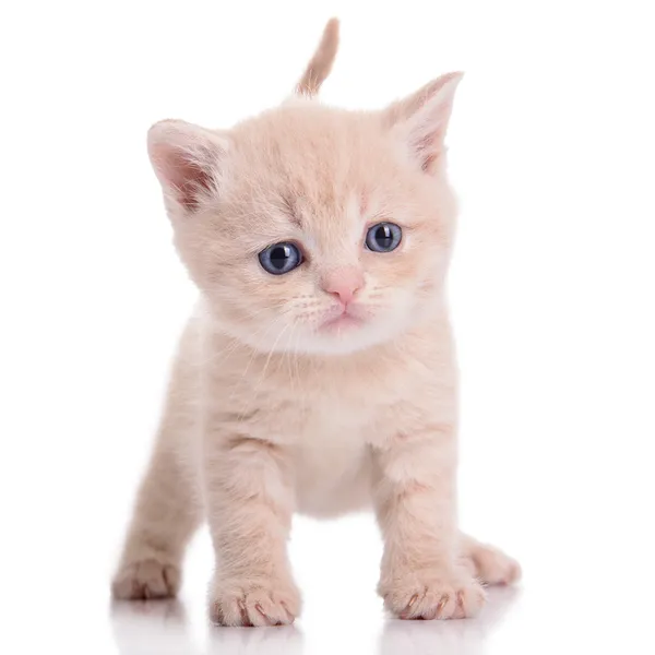 Scottish red kitten — Stock Photo, Image