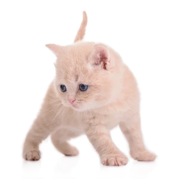 Gatito rojo escocés — Foto de Stock