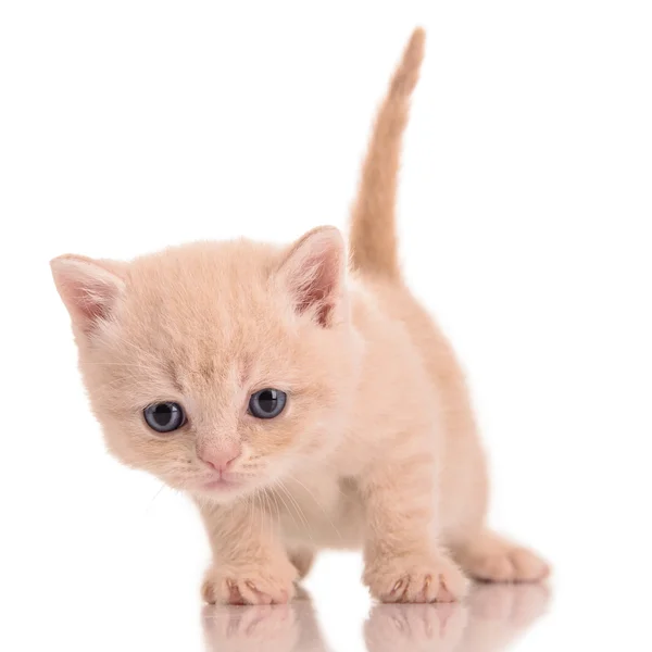 Gattino rosso scozzese — Foto Stock