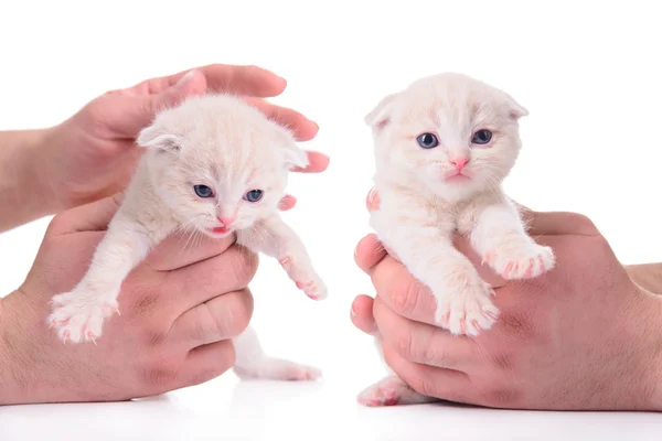 Red kitten Scottish breed — Stock Photo, Image