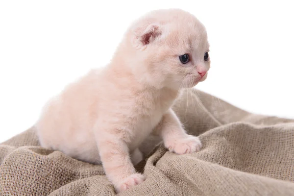 Pequeno gatinho escocês — Fotografia de Stock