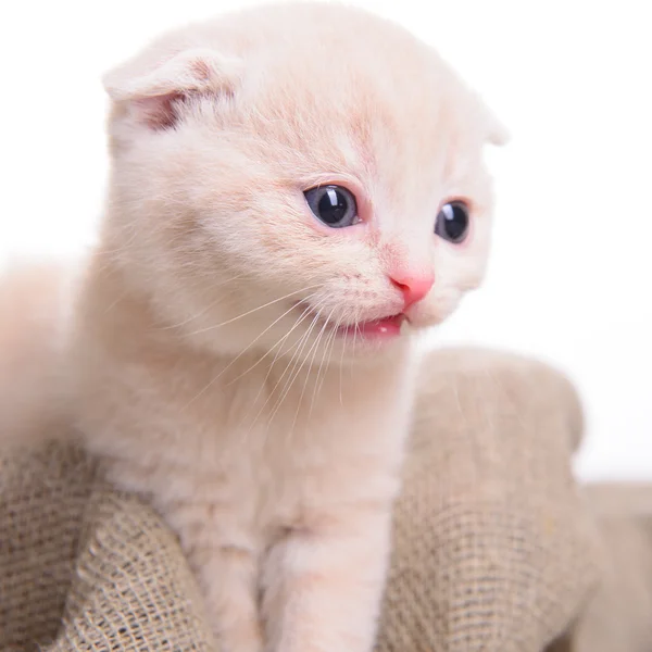 Piccolo gattino scozzese — Foto Stock