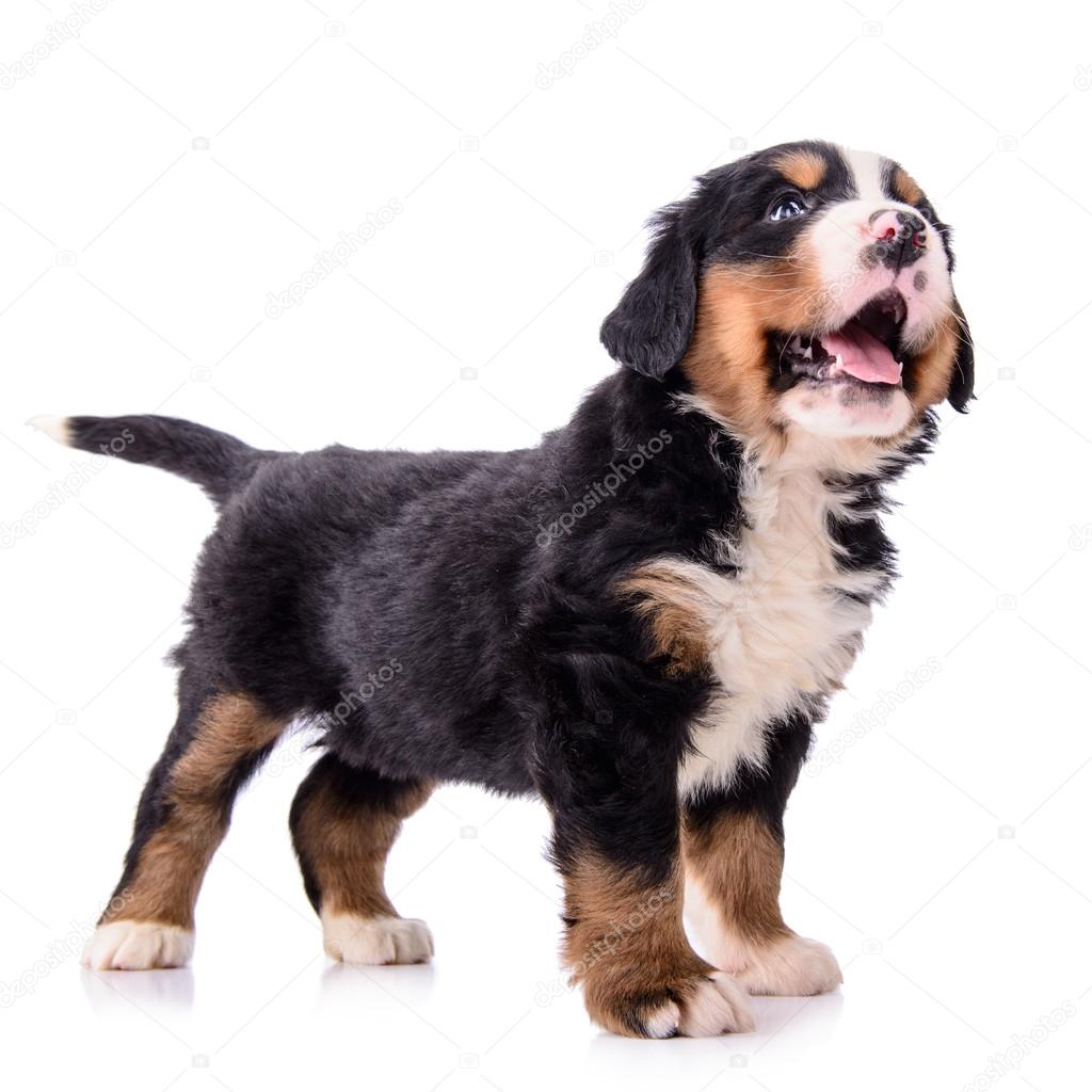 Puppy Bernese Mountain Dog
