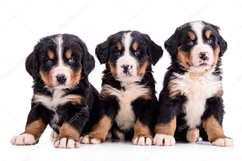 puppies Bernese Mountain Dog