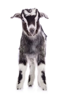  çiftlik hayvan keçi izole