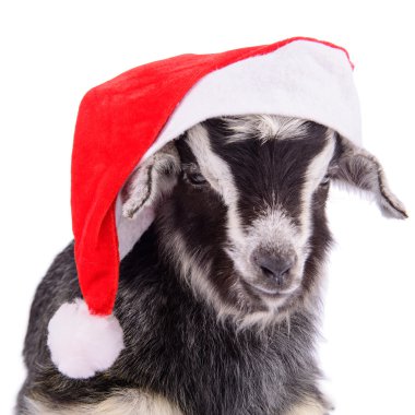 çiftlik hayvan keçi izole