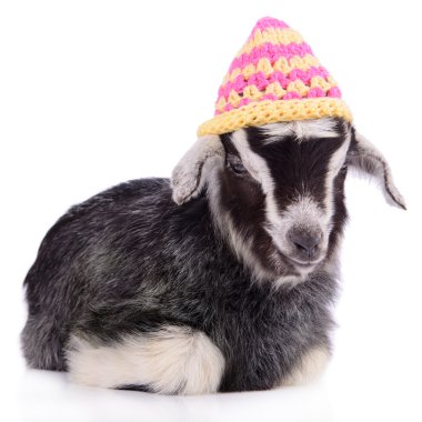 çiftlik hayvan keçi izole