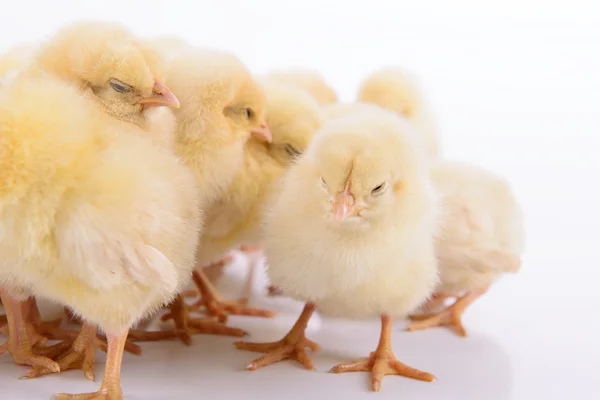 Pollos recién nacidos aislados —  Fotos de Stock