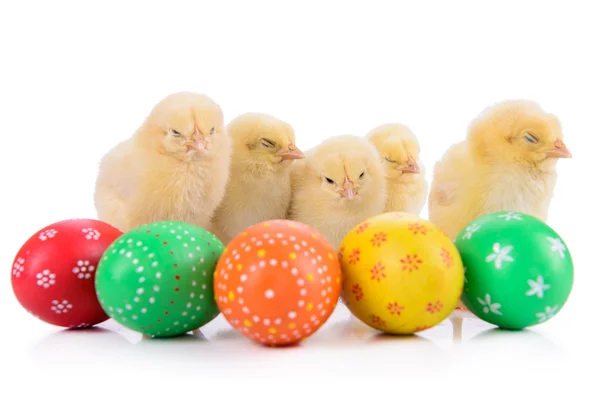 Œufs de Pâques avec poulets nouveau-nés — Photo