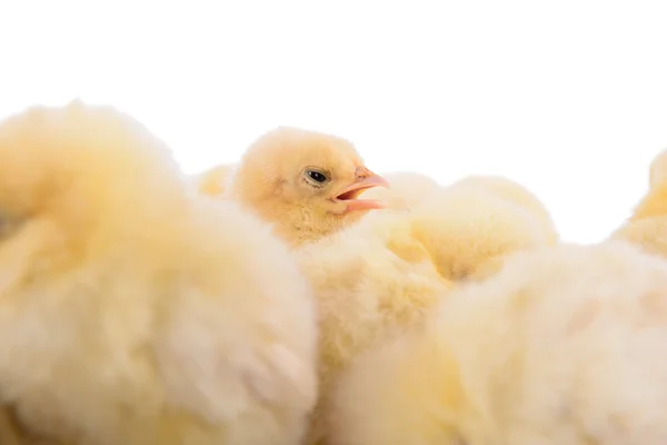 Novorozené kuřat, samostatný — Stock fotografie