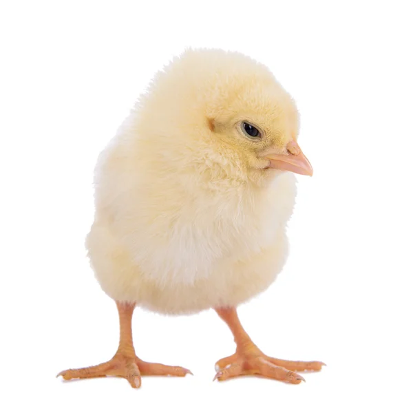 Little chicken isolated — Stock Photo, Image