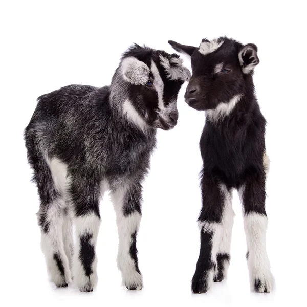 Farm animal goats isolated — Stock Photo, Image